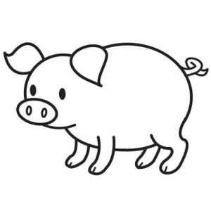 pig