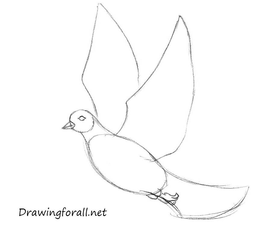 4 how to draw a dove step by step