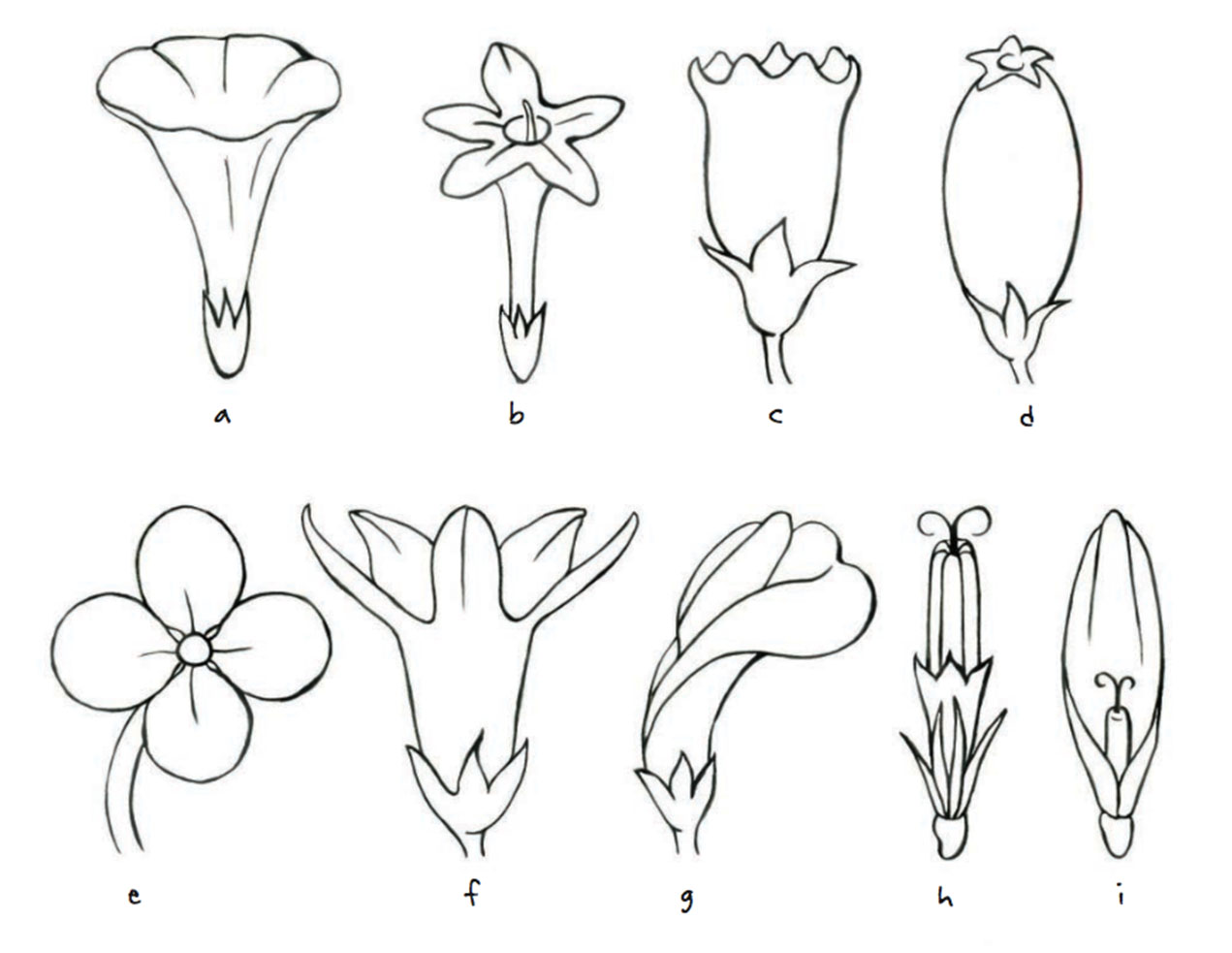 Flower shapes