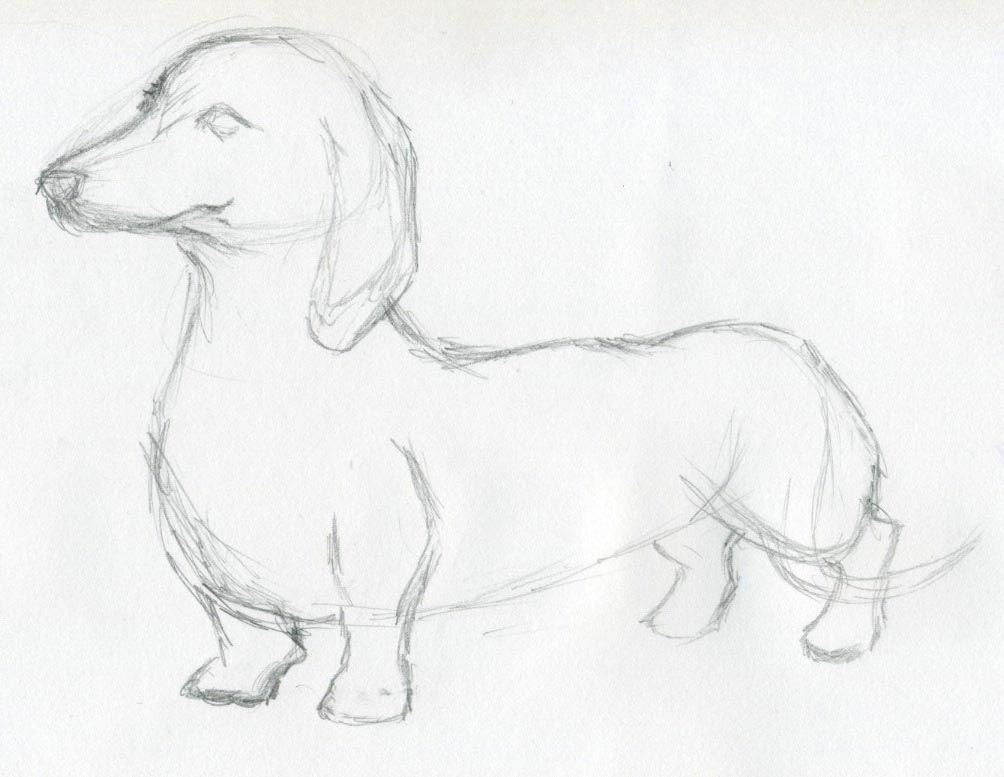 dog sketches05