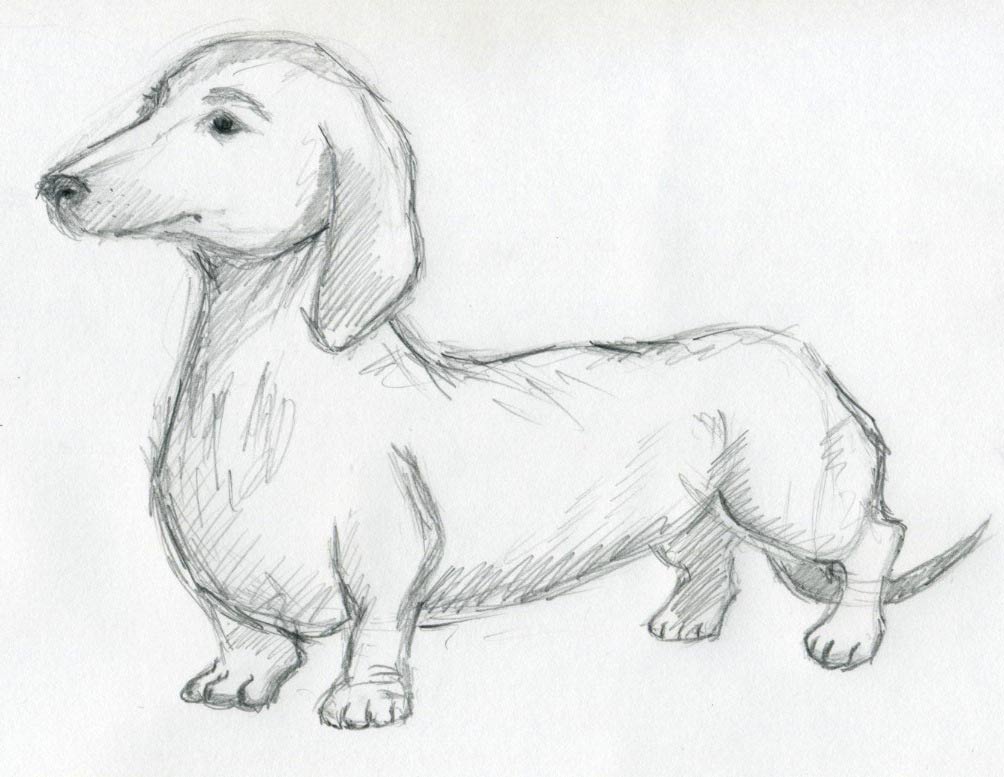 dog sketches07