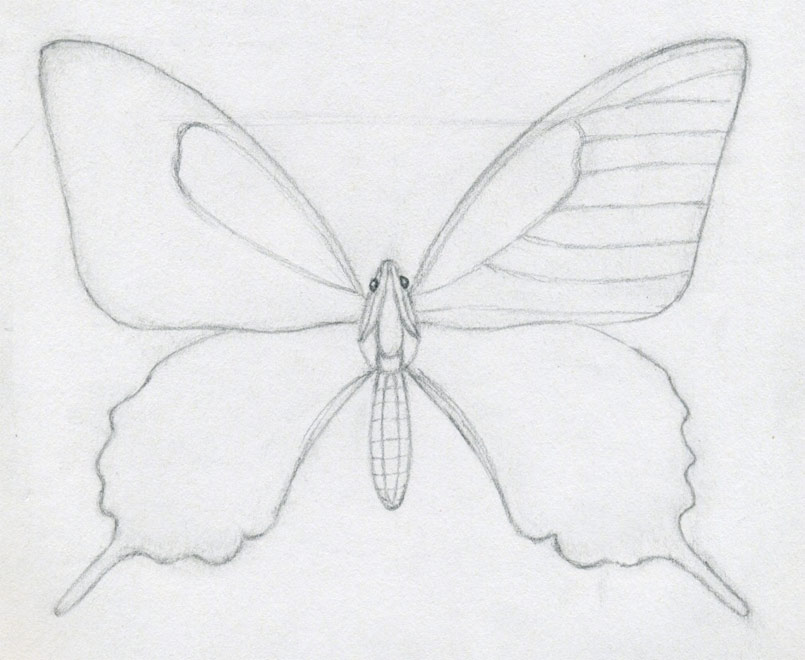 how to draw a butterfly06