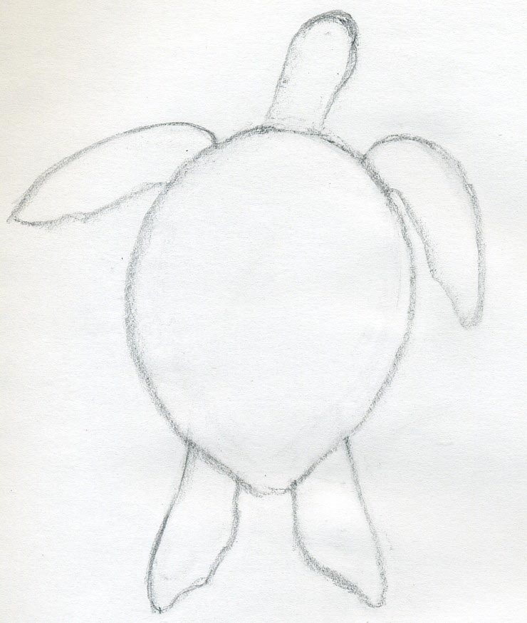 how to draw a turtle02