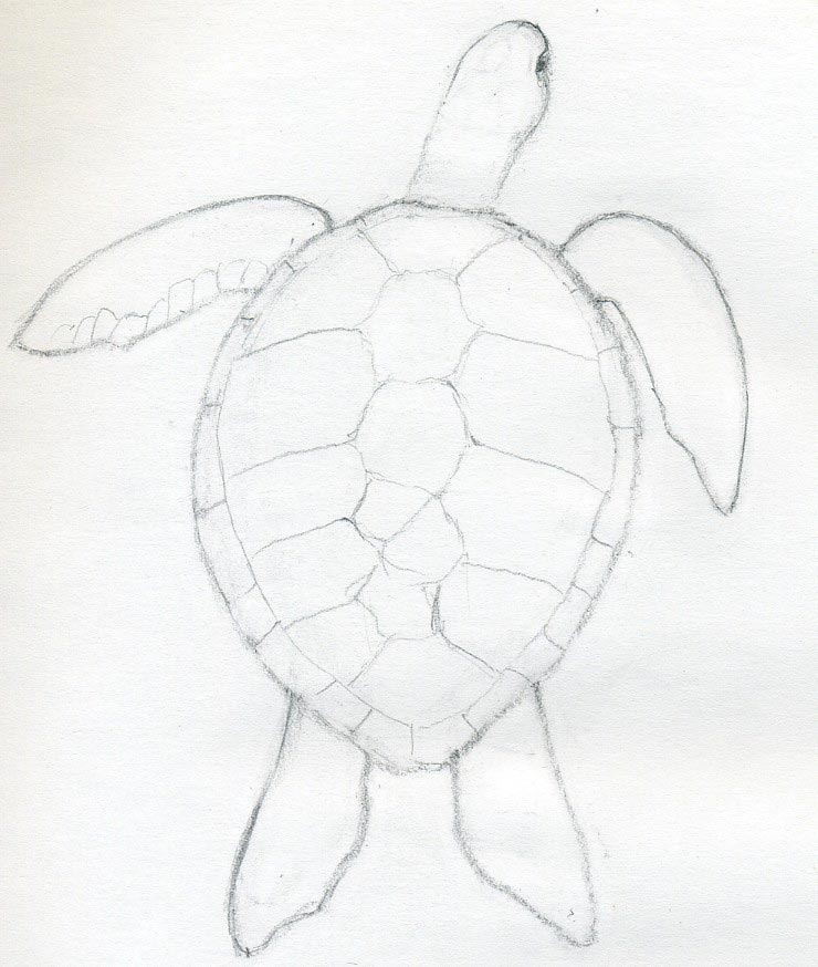 how to draw a turtle03