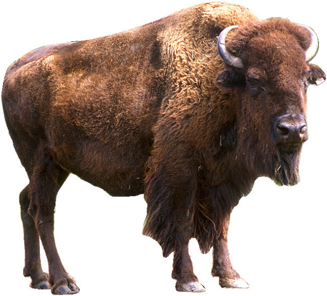 Bison