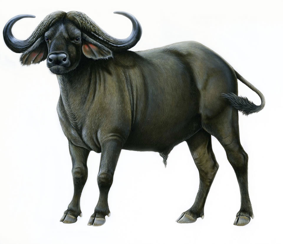 Buffalo