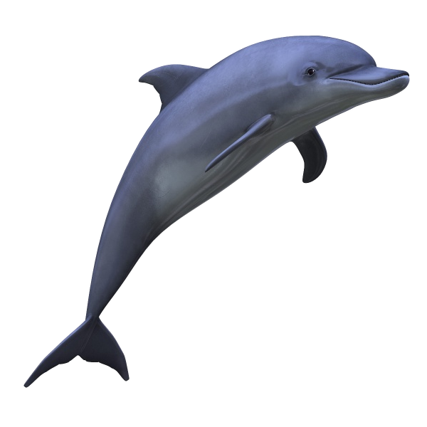 Dolphin