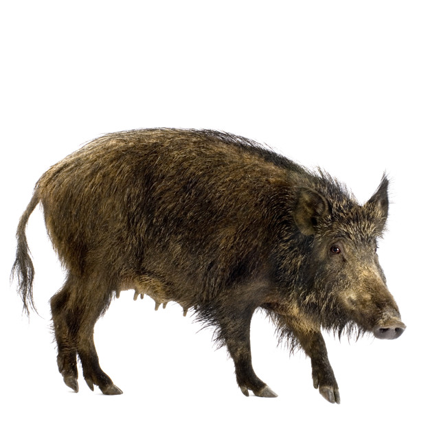 Wild Boar