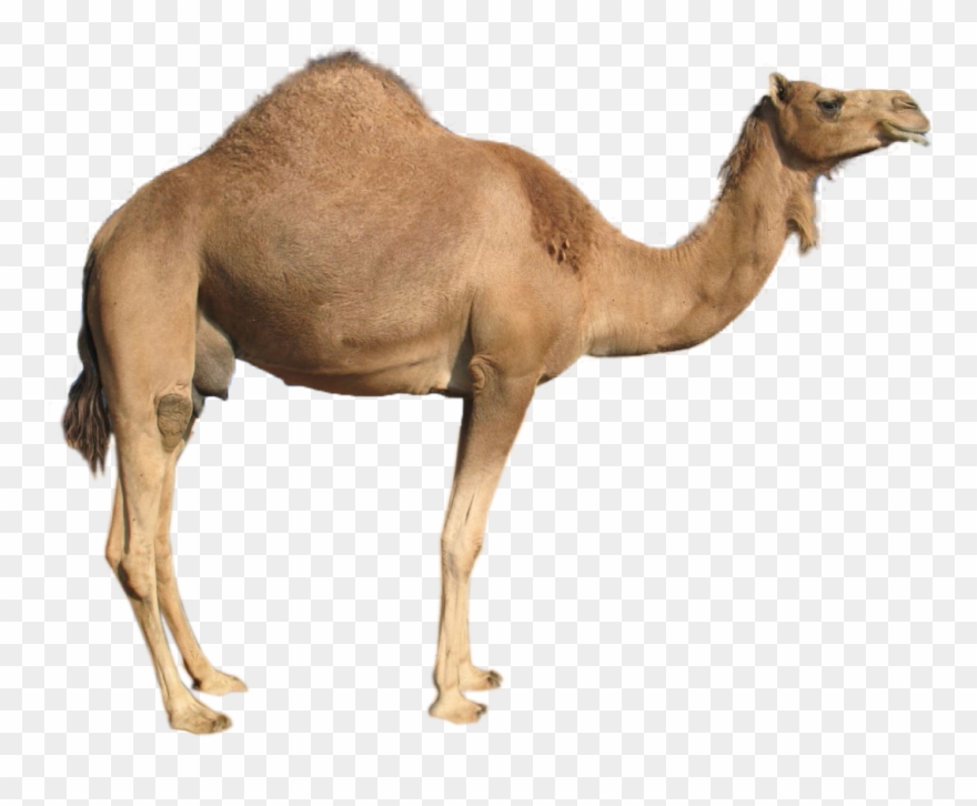 camel